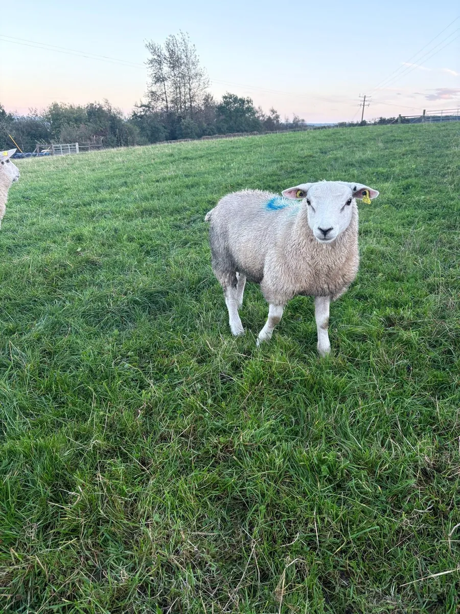 Store lambs - Image 1