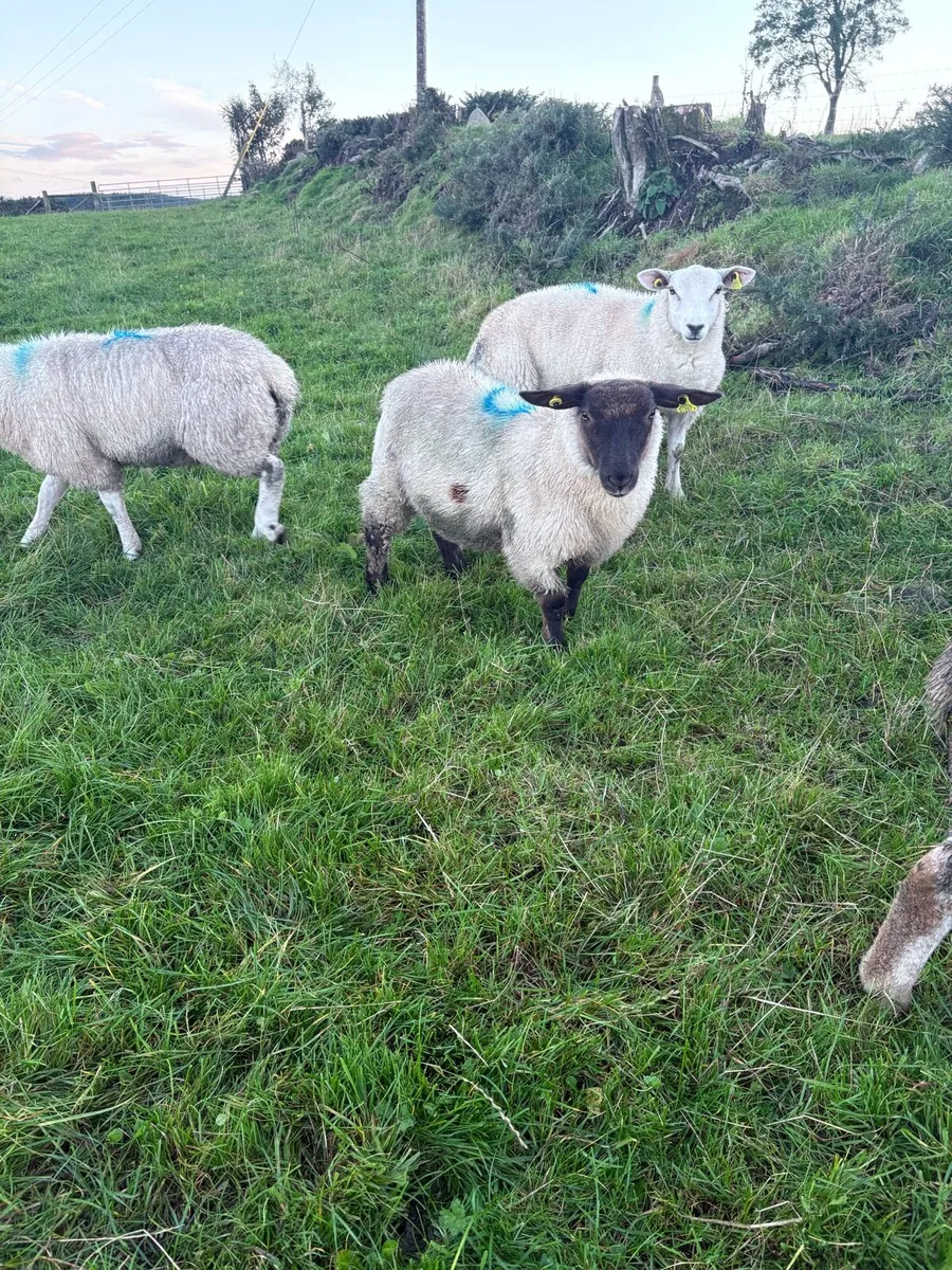 Store lambs - Image 2