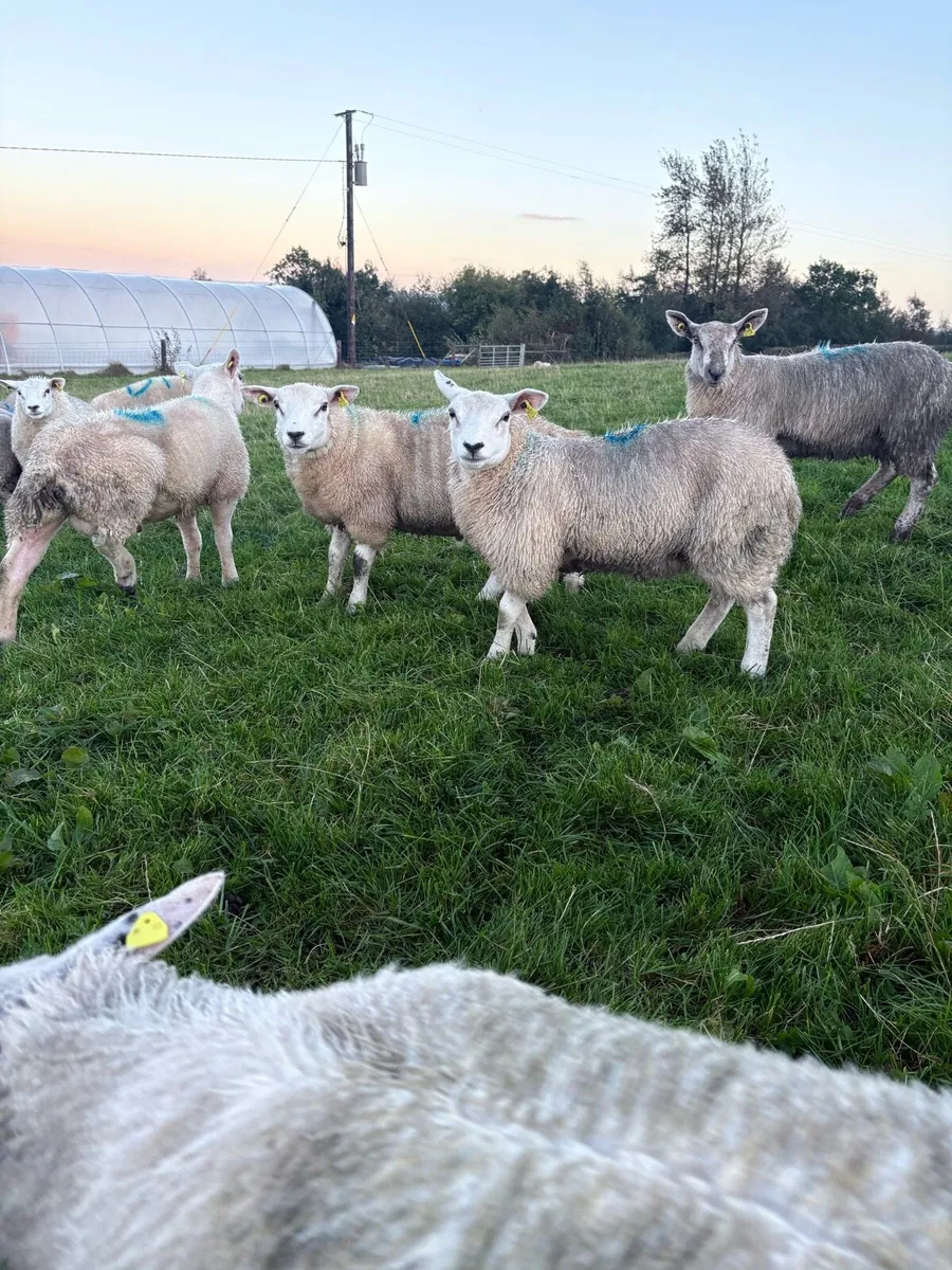 Store lambs - Image 3