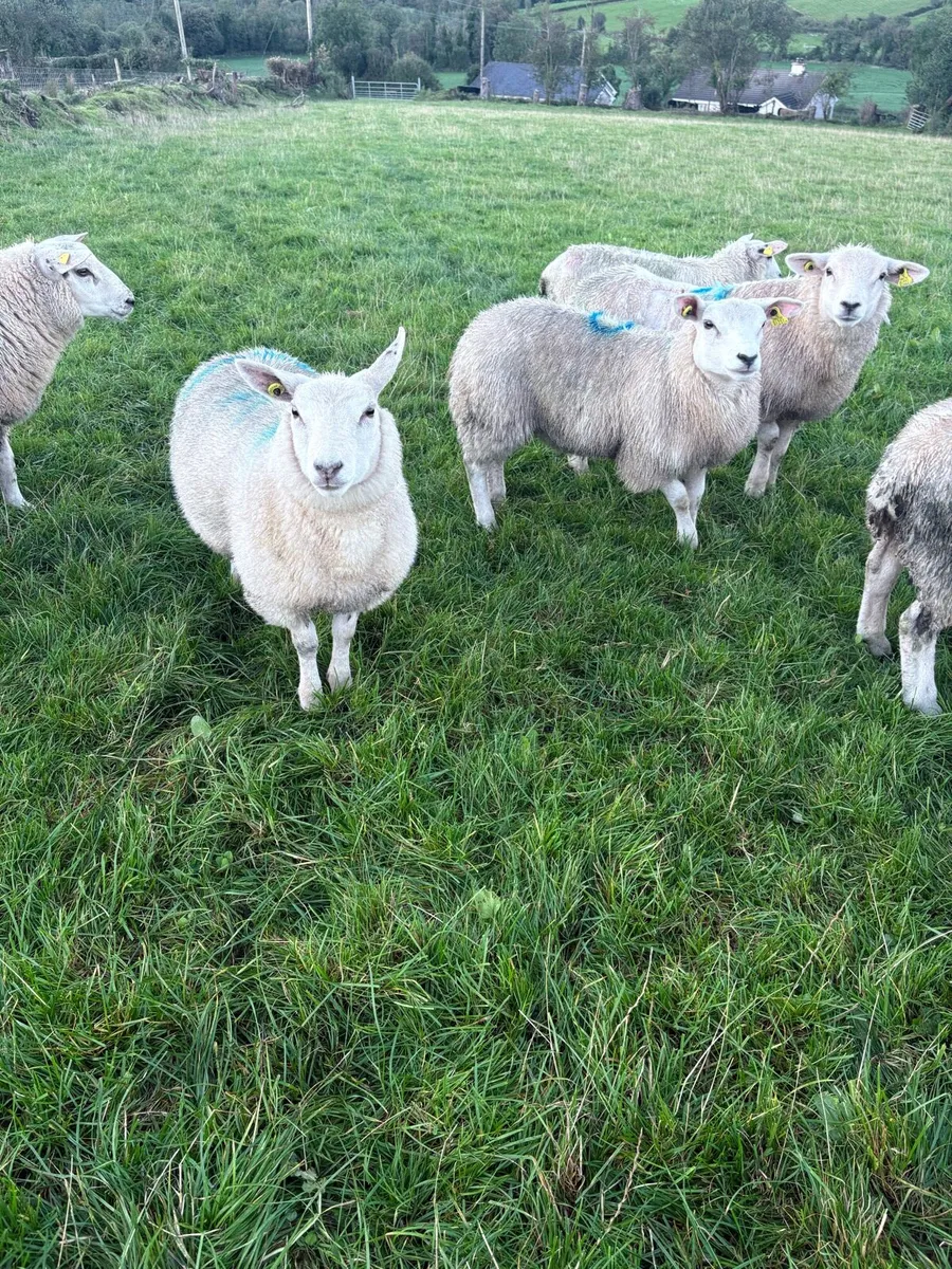 Store lambs - Image 4