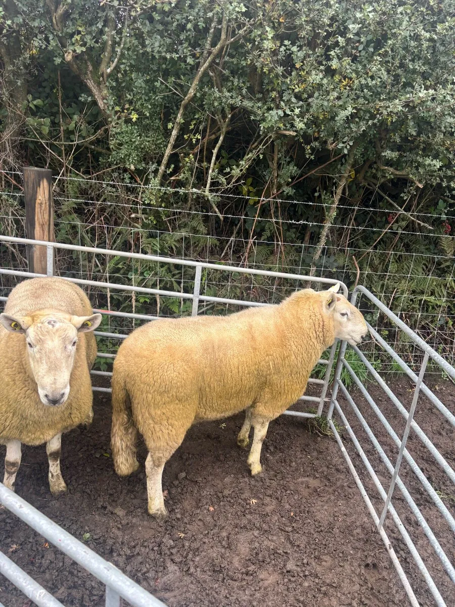 Wicklow Cheviot Hogget Rams (2left) - Image 3
