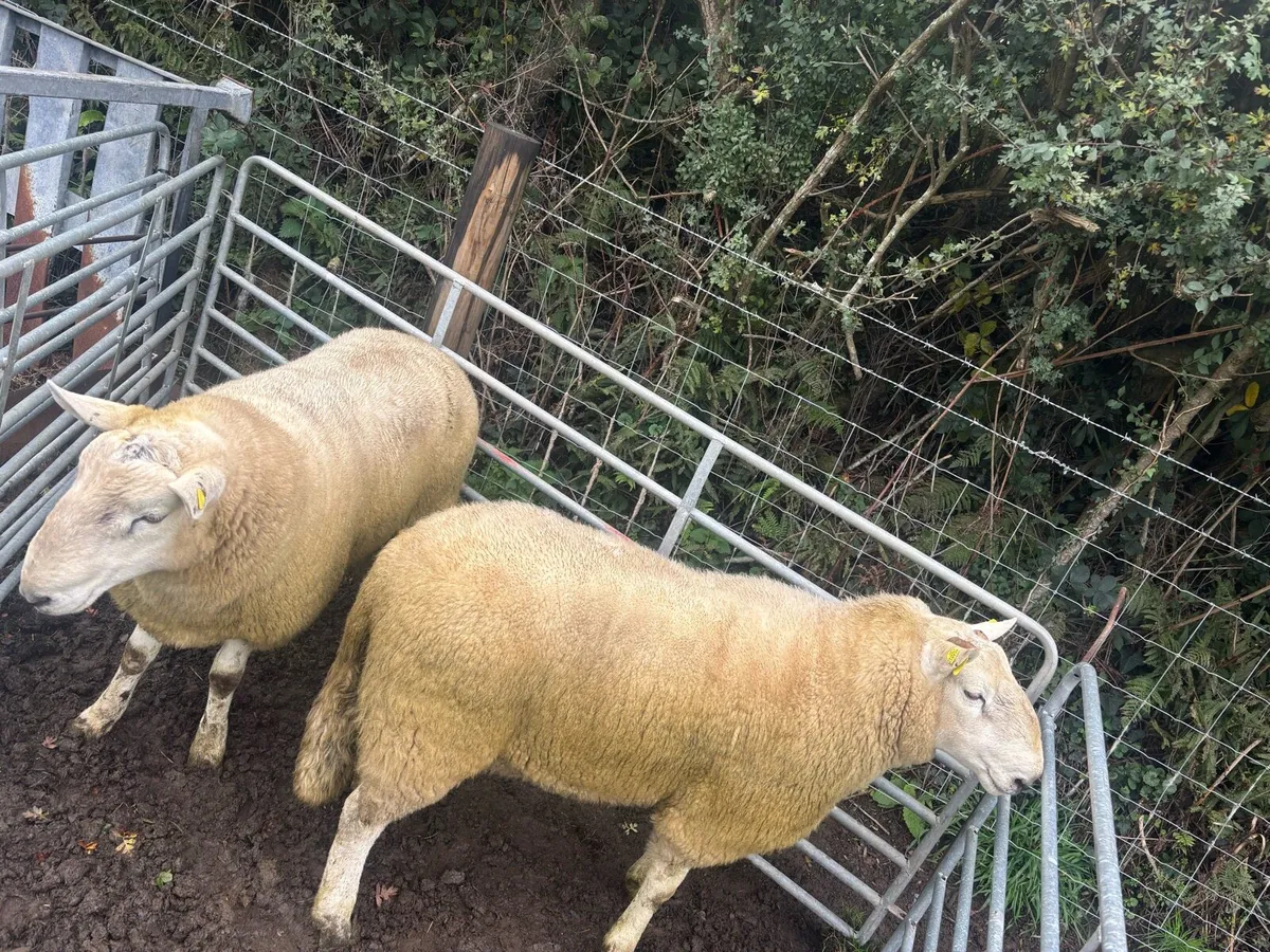 Wicklow Cheviot Hogget Rams (2left) - Image 4