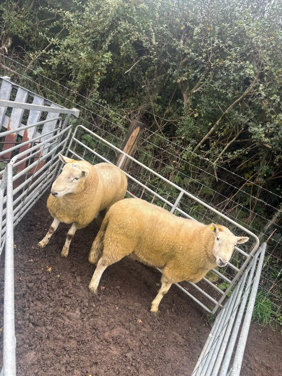 Wicklow Cheviot Hogget Rams (2left) - Image 1