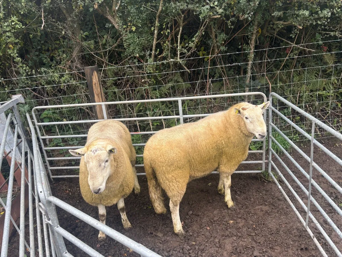 Wicklow Cheviot Hogget Rams (2left) - Image 2