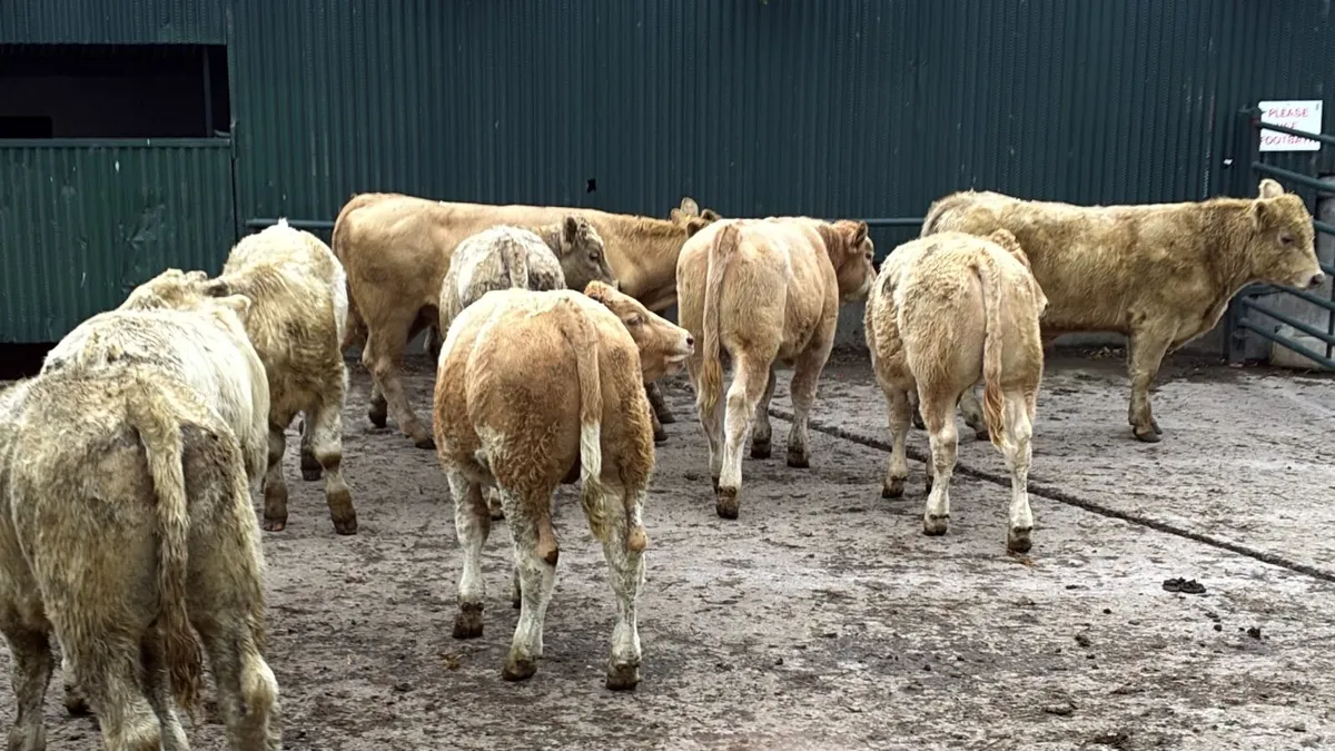 12 super 330 kg charlaois bulls - Image 1