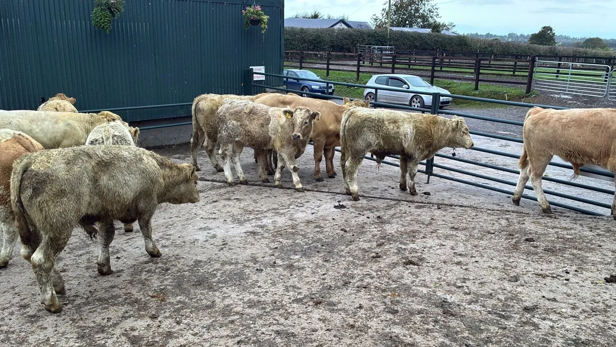 12 super 330 kg charlaois bulls - Image 4