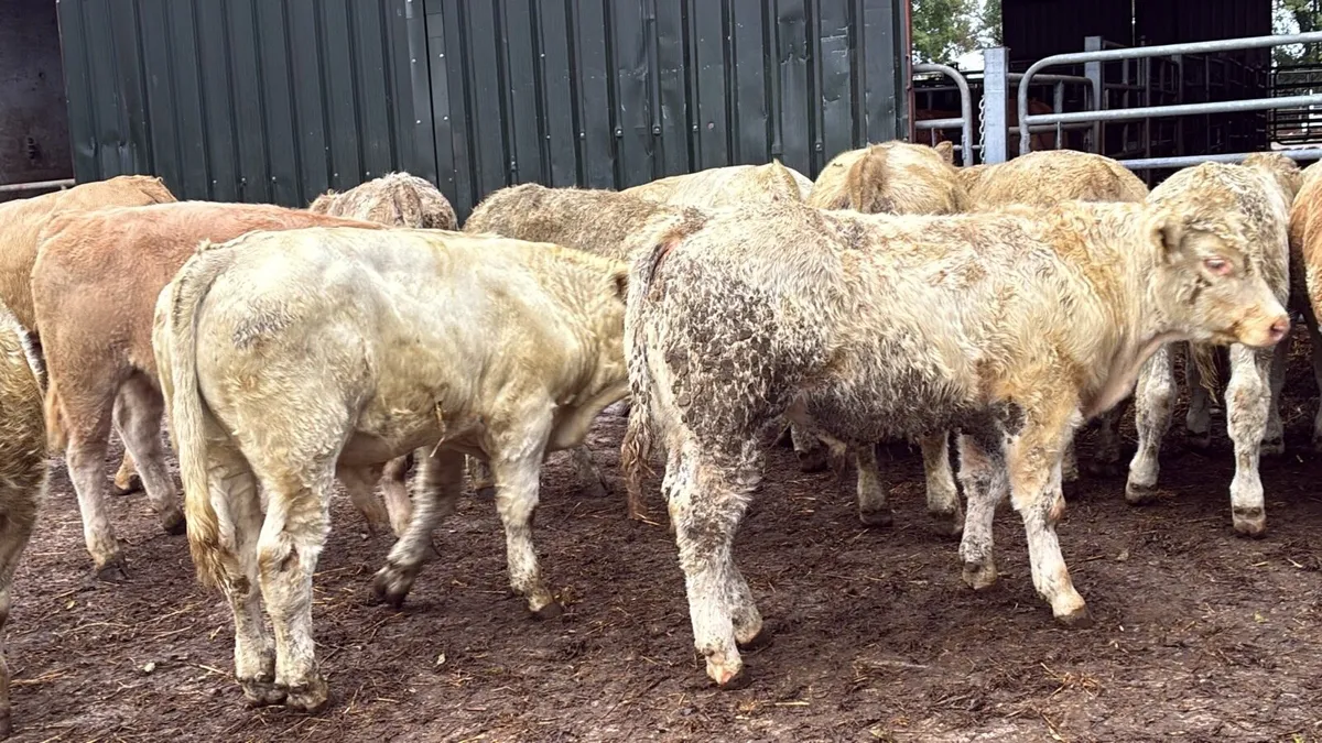 12 super 330 kg charlaois bulls - Image 2
