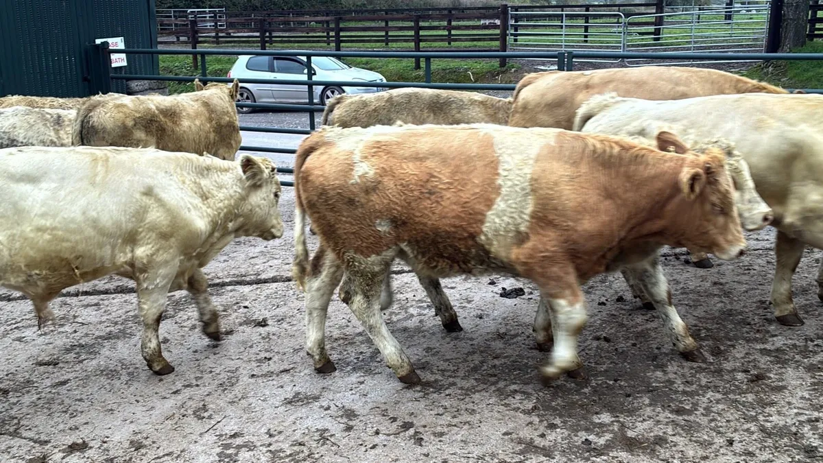 12 super 330 kg charlaois bulls - Image 3