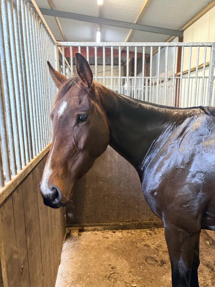 15.2hh TB Mare - Image 4