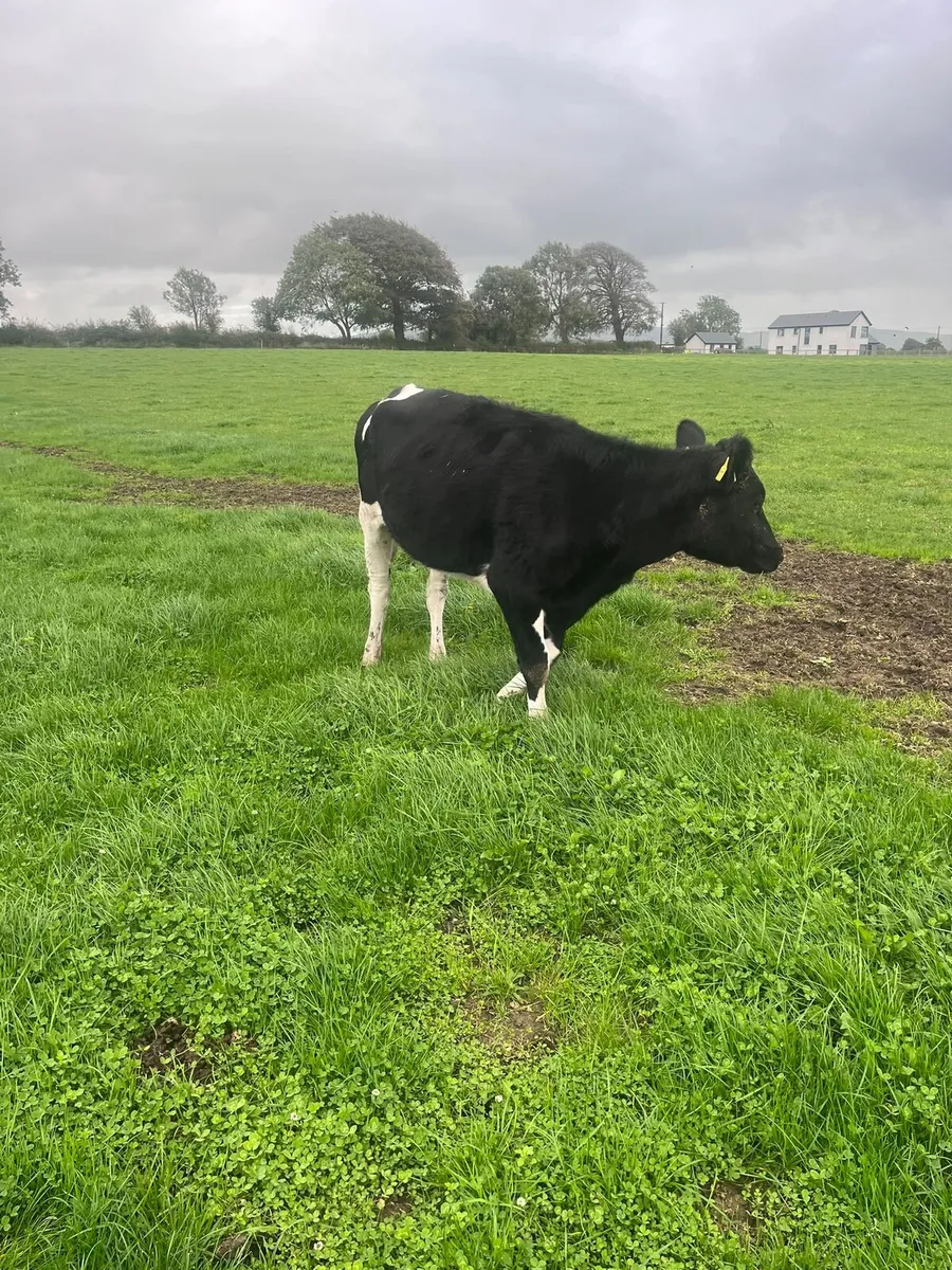 2 Fr Maiden heifers - Image 2