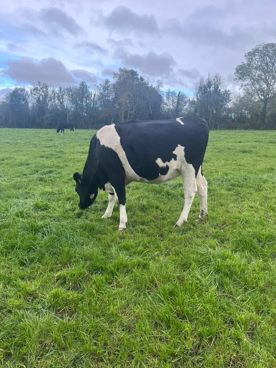 2 Fr Maiden heifers - Image 1