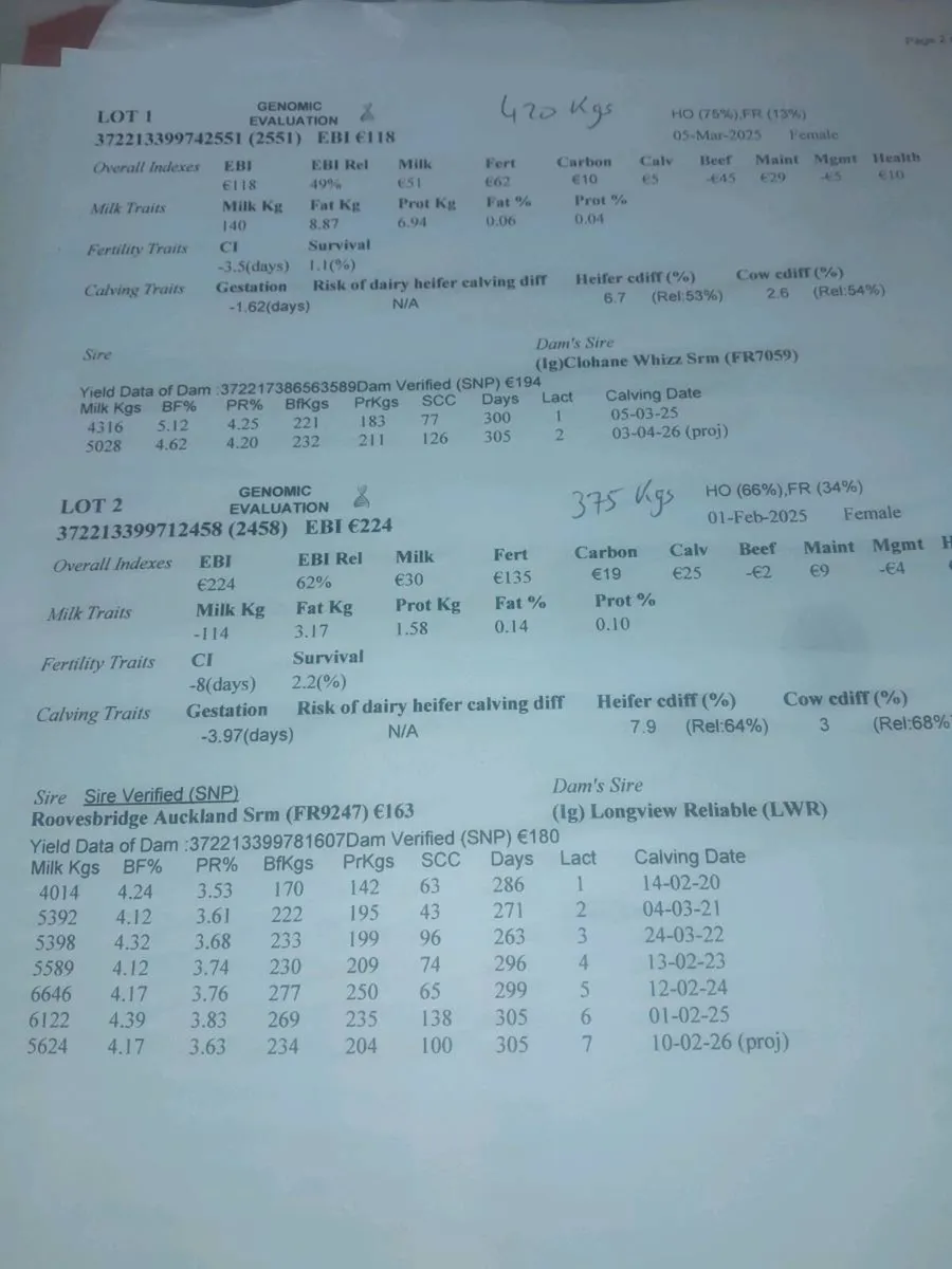 2 Fr Maiden heifers - Image 3