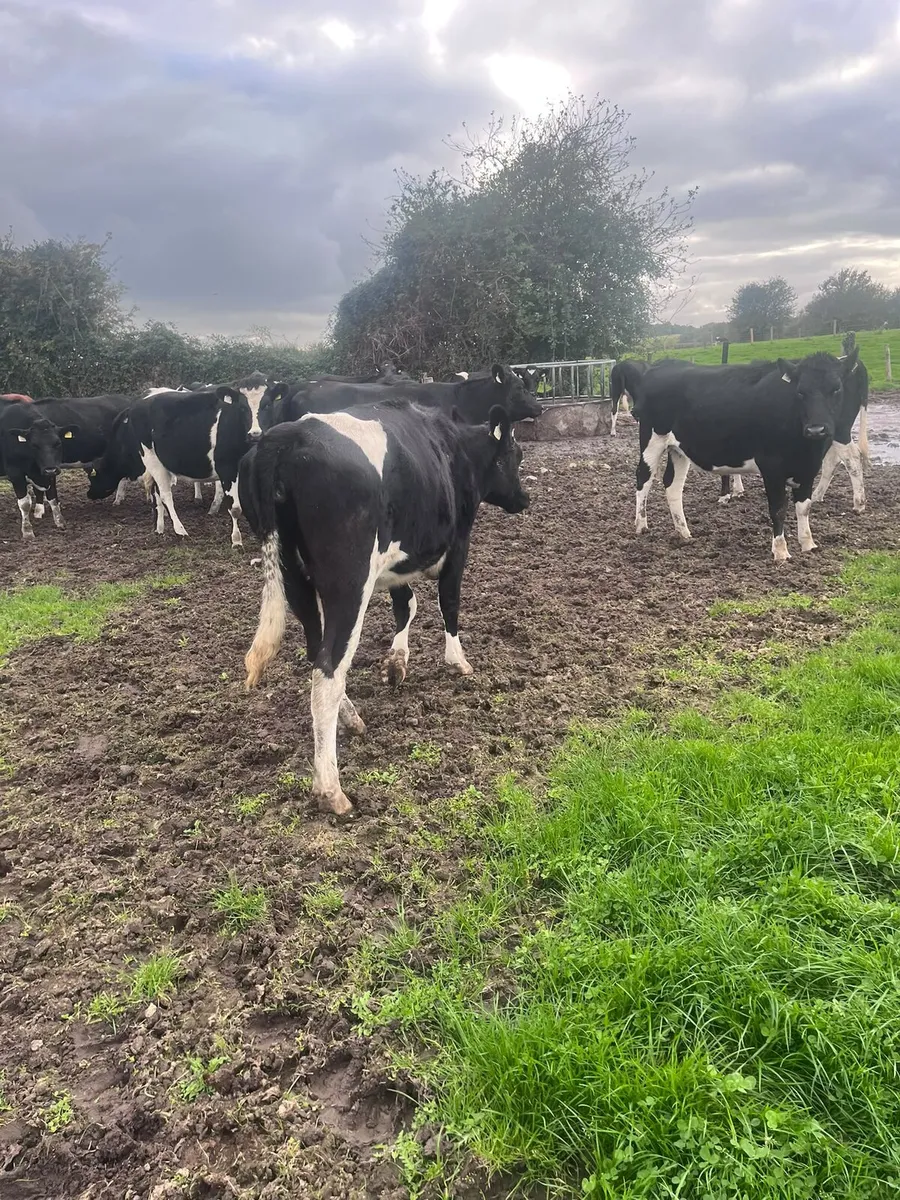 4 incalf heifers - Image 1
