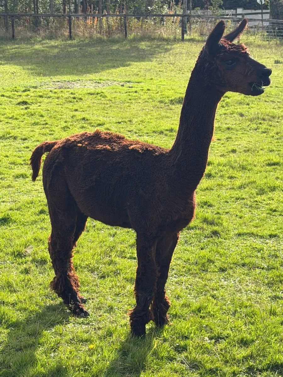 Male Alpaca - Image 1
