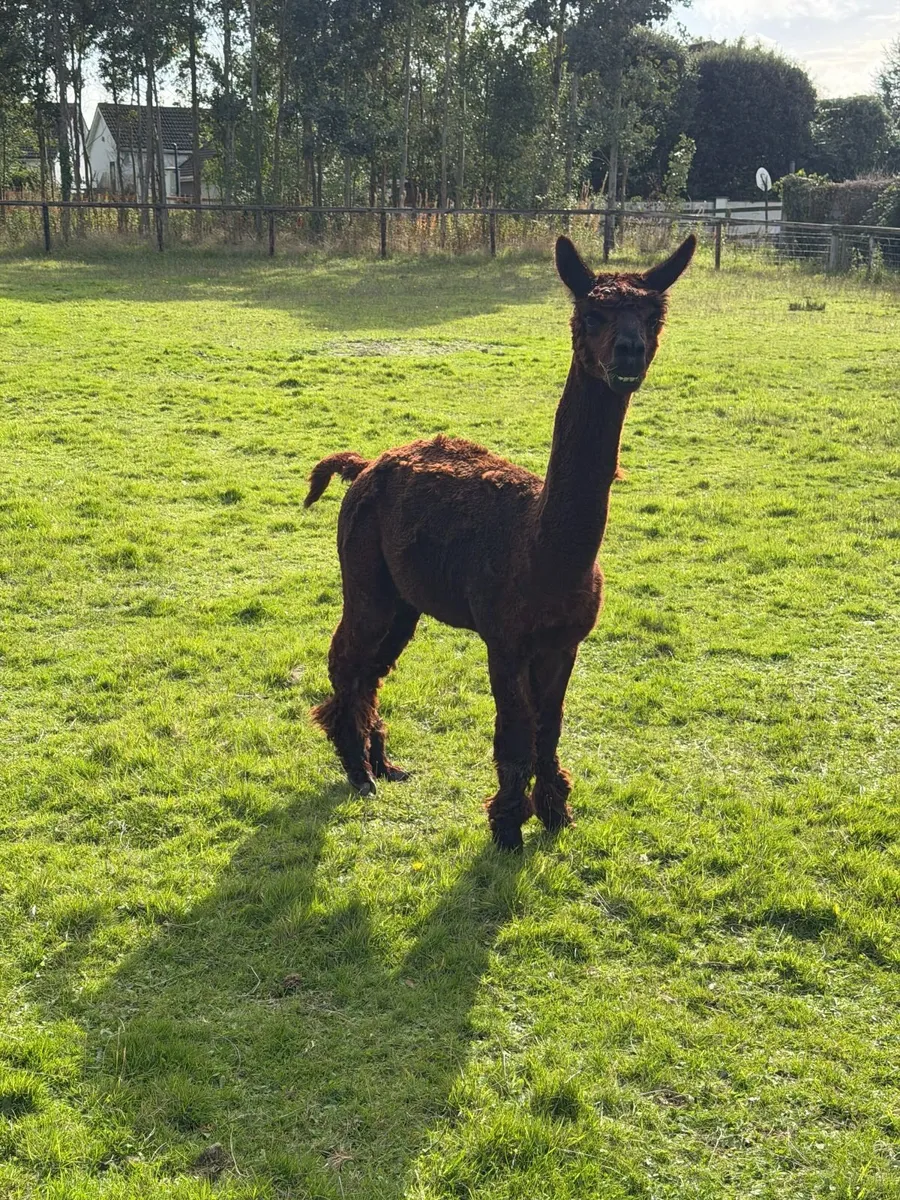 Male Alpaca - Image 2