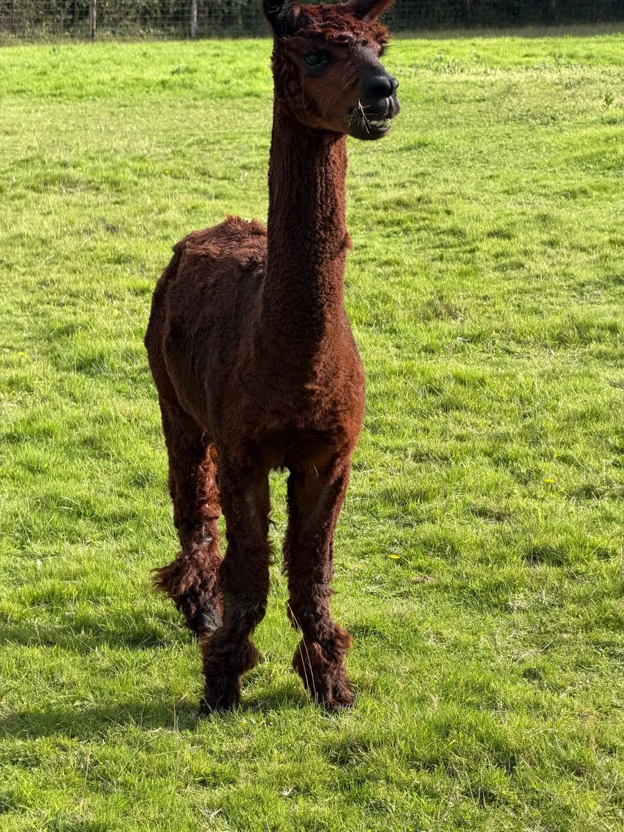 Male Alpaca - Image 3