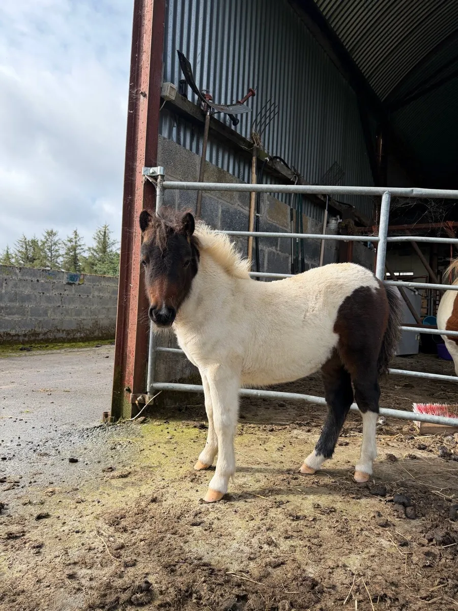 Shetland filly foal - Image 1