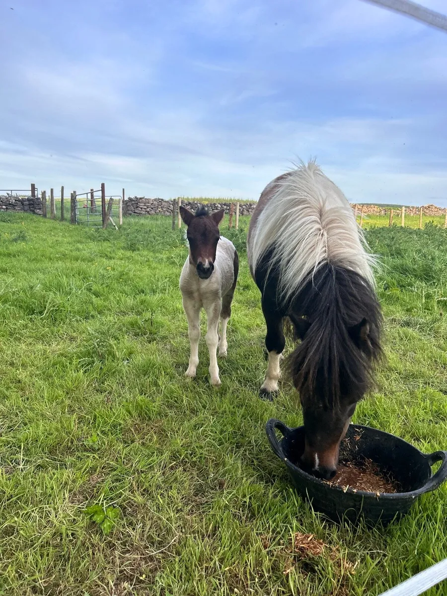 Shetland filly foal - Image 2