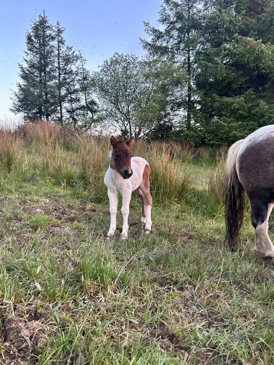 Shetland filly foal - Image 4