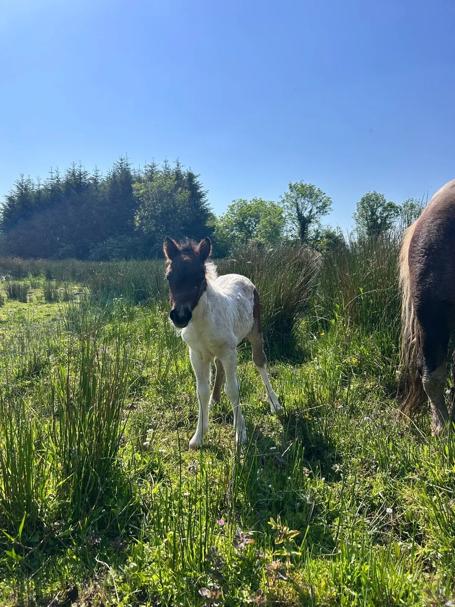 Shetland filly foal - Image 3