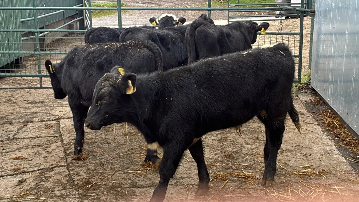 8 Angus bull weanlings - Image 1
