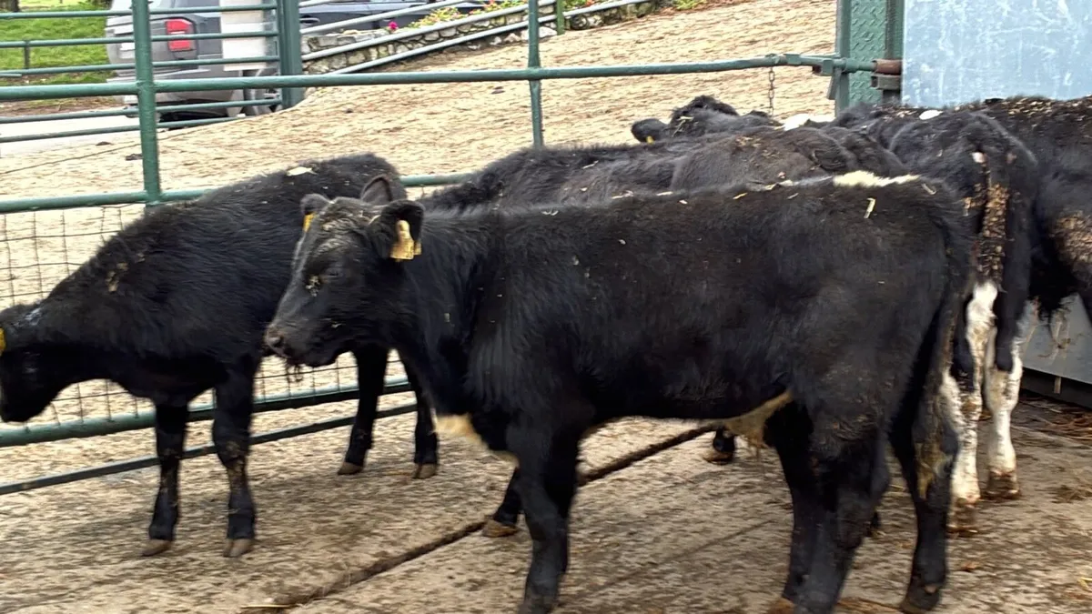 8 Angus bull weanlings - Image 2