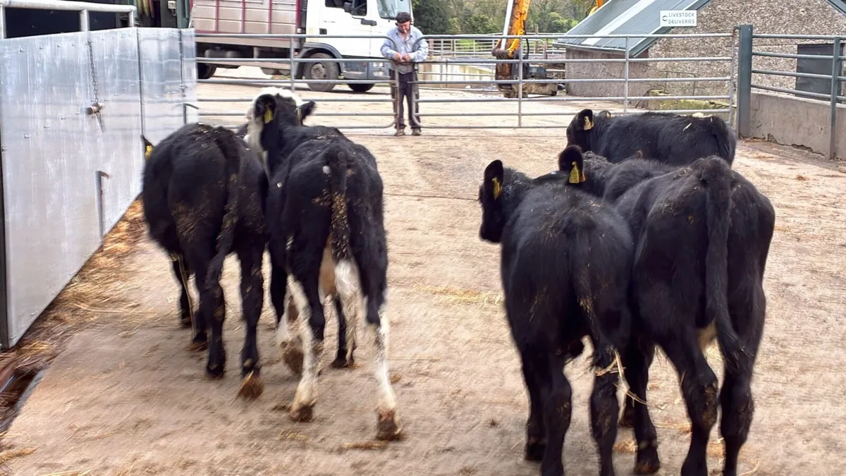 8 Angus bull weanlings - Image 3