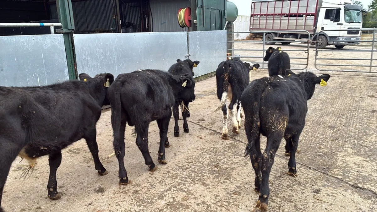 8 Angus bull weanlings - Image 4