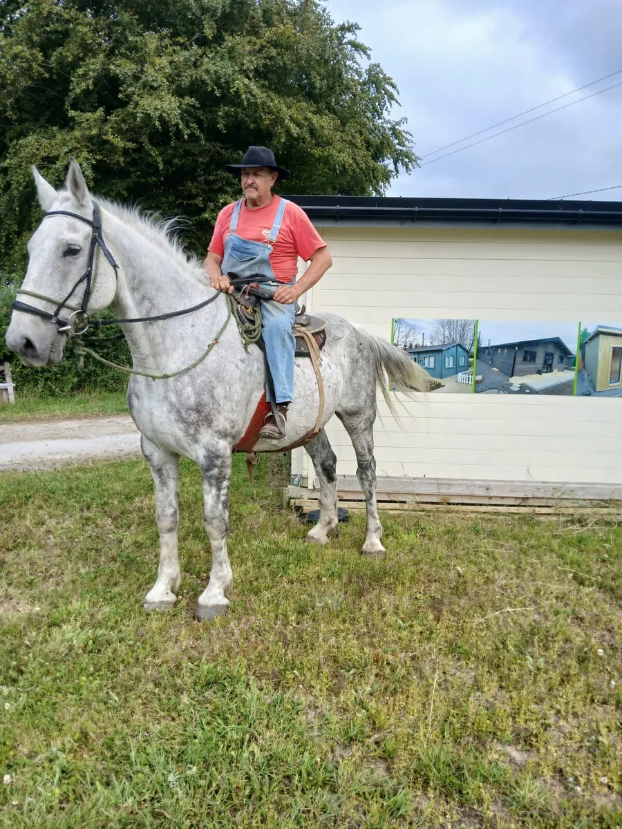 Irish Draught Gelding - Image 2