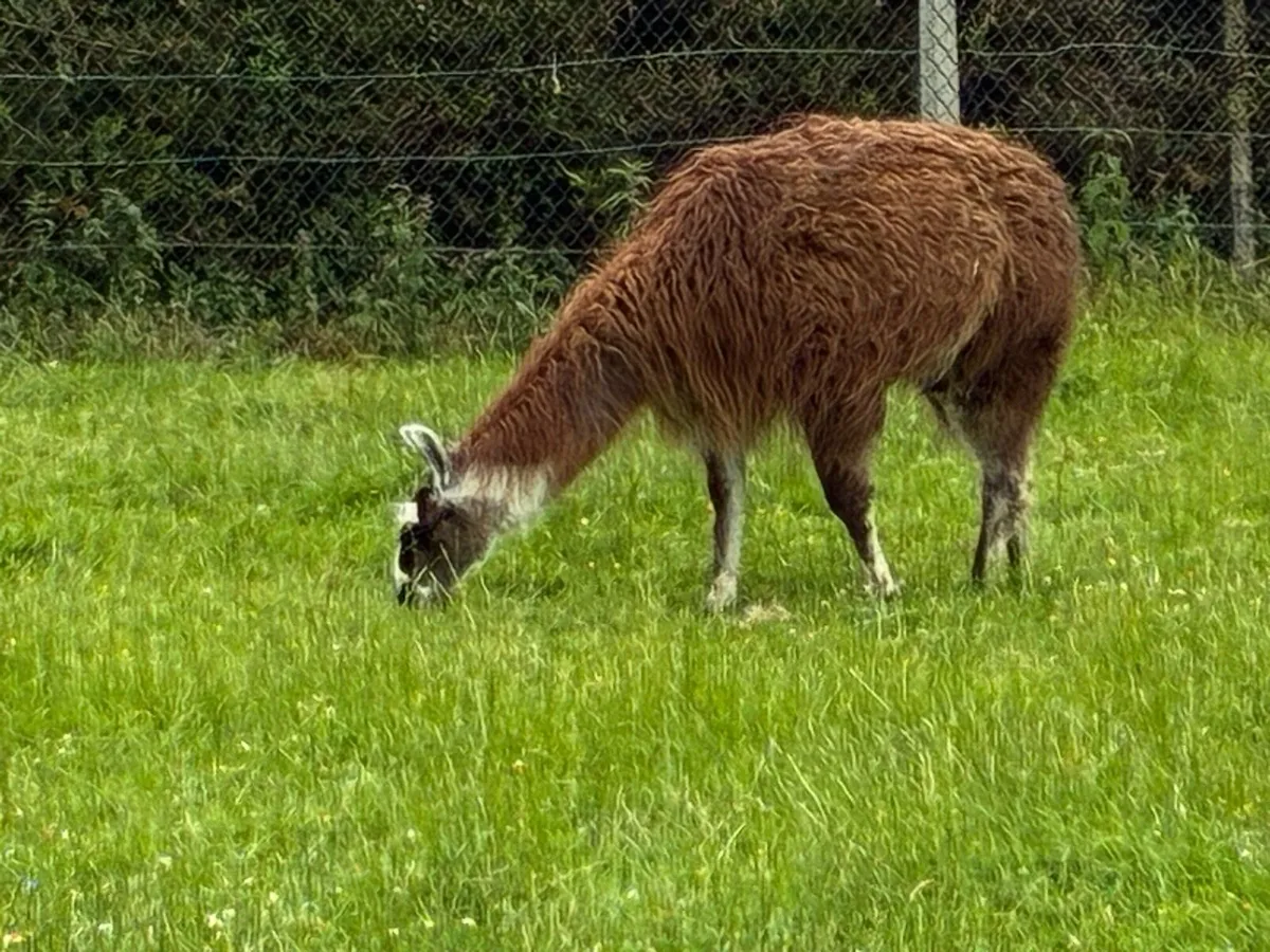 Llamas - Image 1