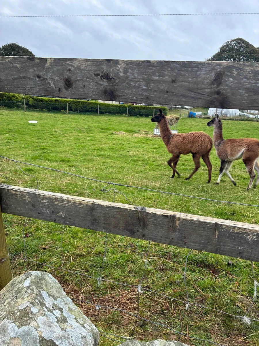 Llamas - Image 3