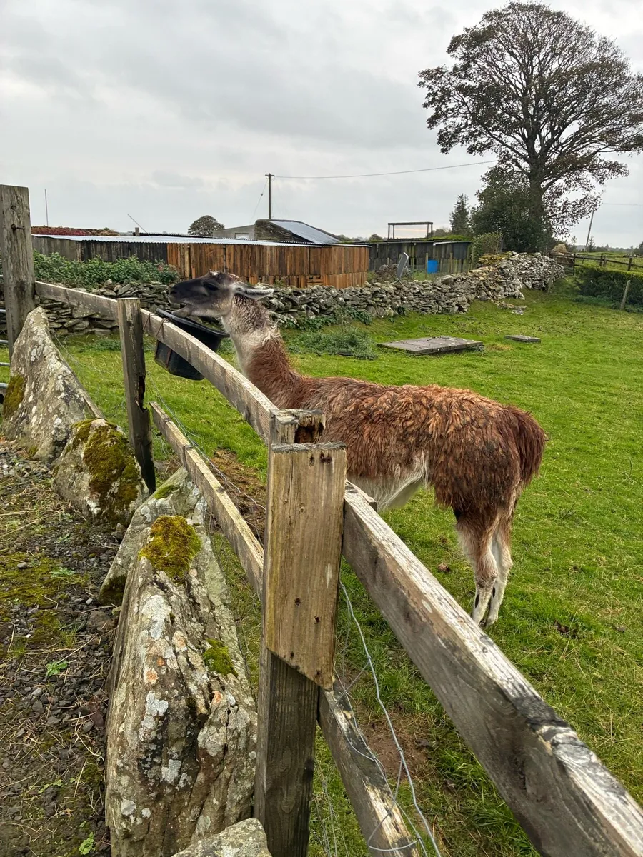 Llamas - Image 4