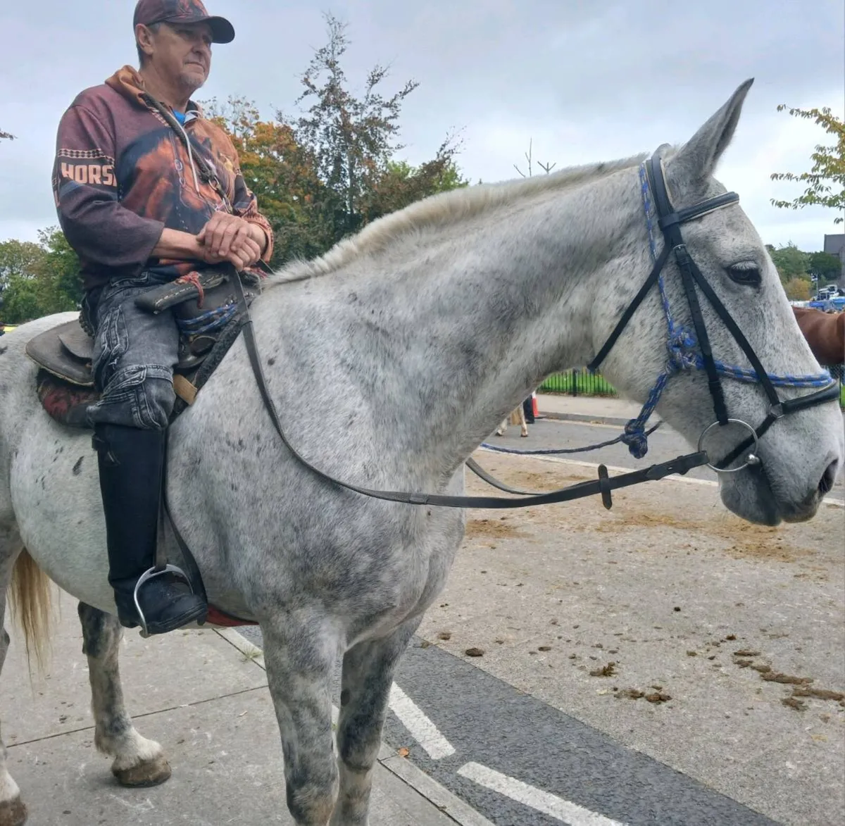 Irish Draught Gelding - Image 3