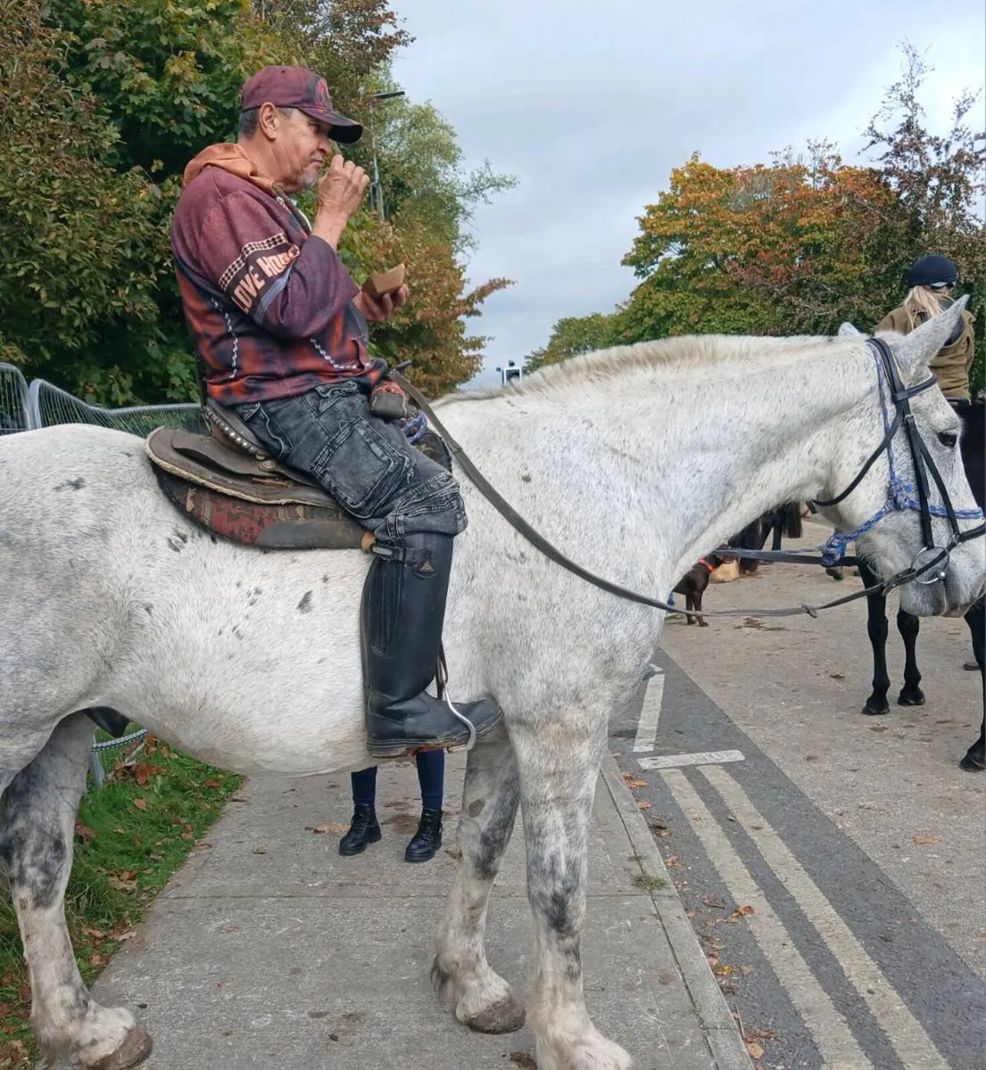 Irish Draught Gelding - Image 4