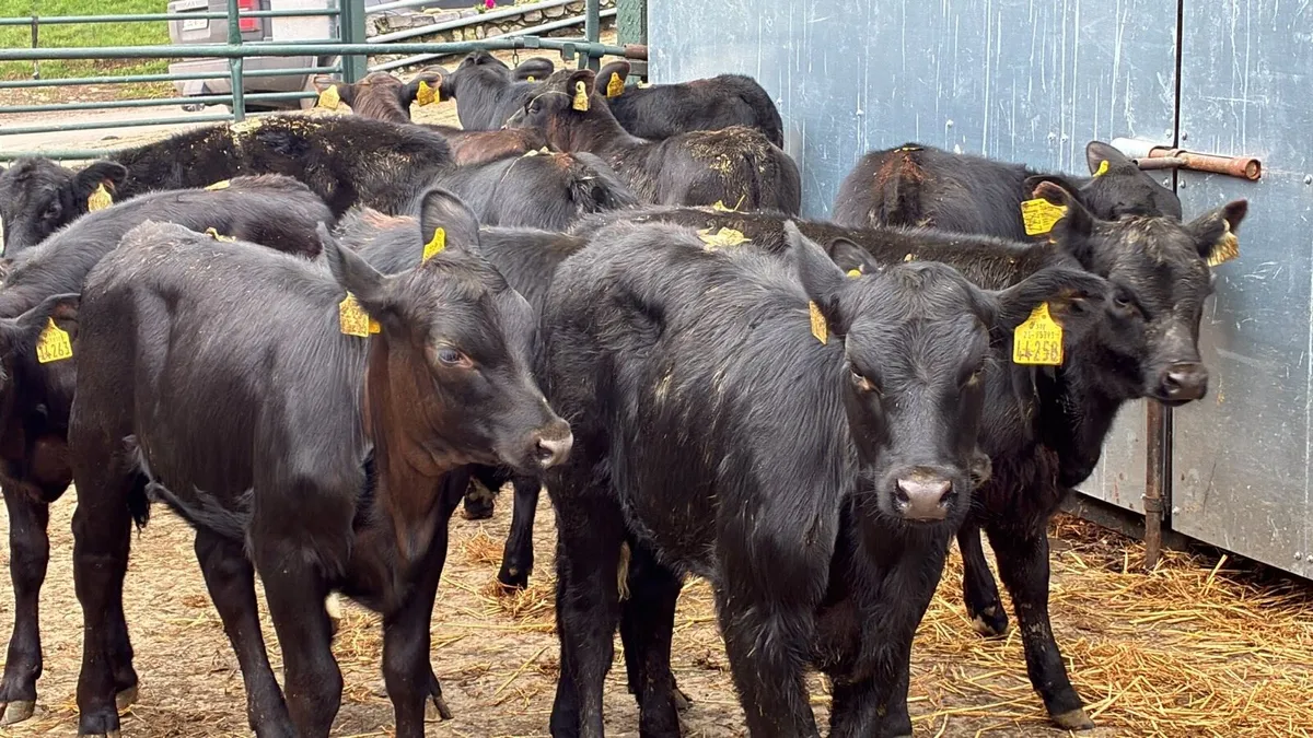 12 super Angus runner heifers - Image 4