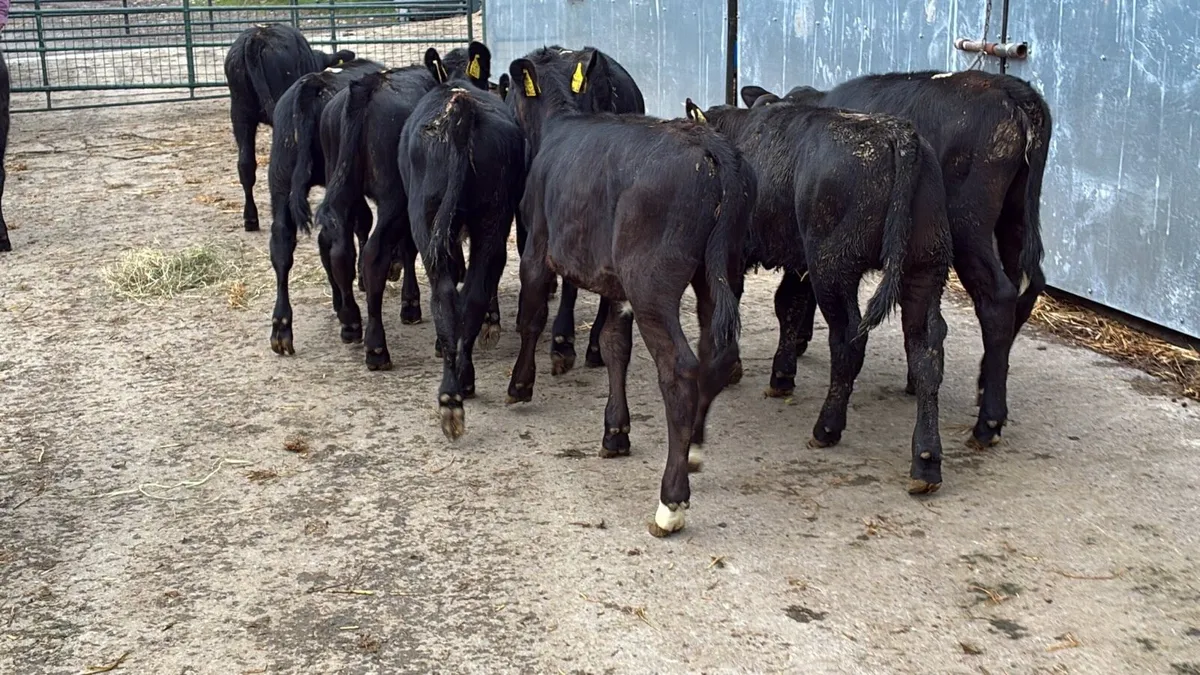 12 super Angus runner heifers - Image 1