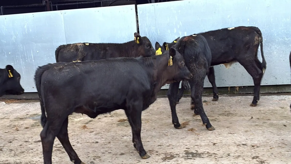 12 super Angus runner heifers - Image 2