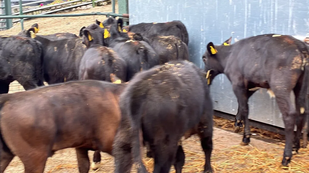 12 super Angus runner heifers - Image 3