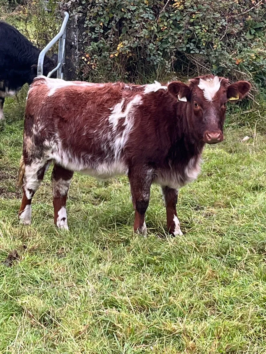Organic weanling heifers - Image 1