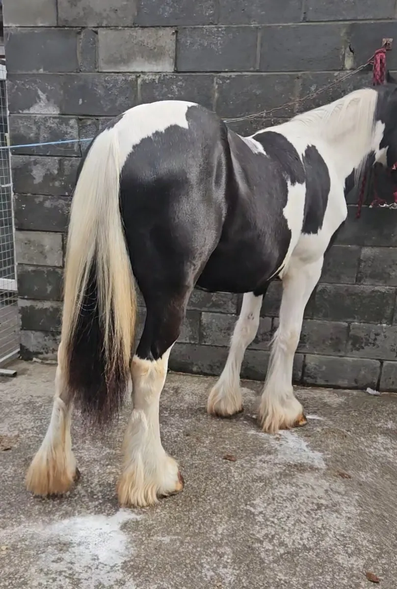 Horse Cob - Image 3
