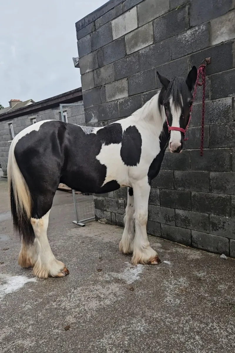Horse Cob - Image 4