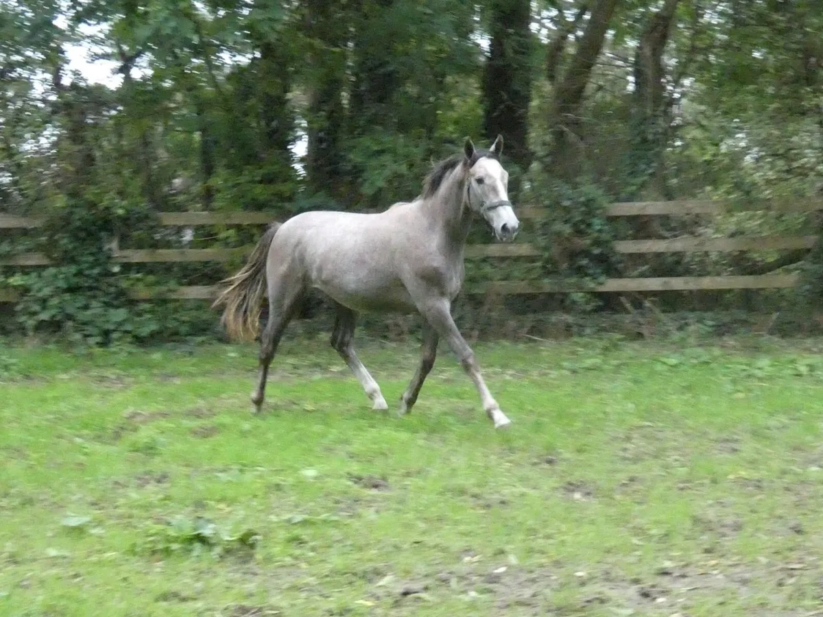 ID x TB Yearling Gelding - Image 1