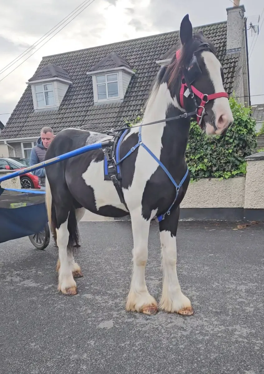 Horse Cob - Image 1