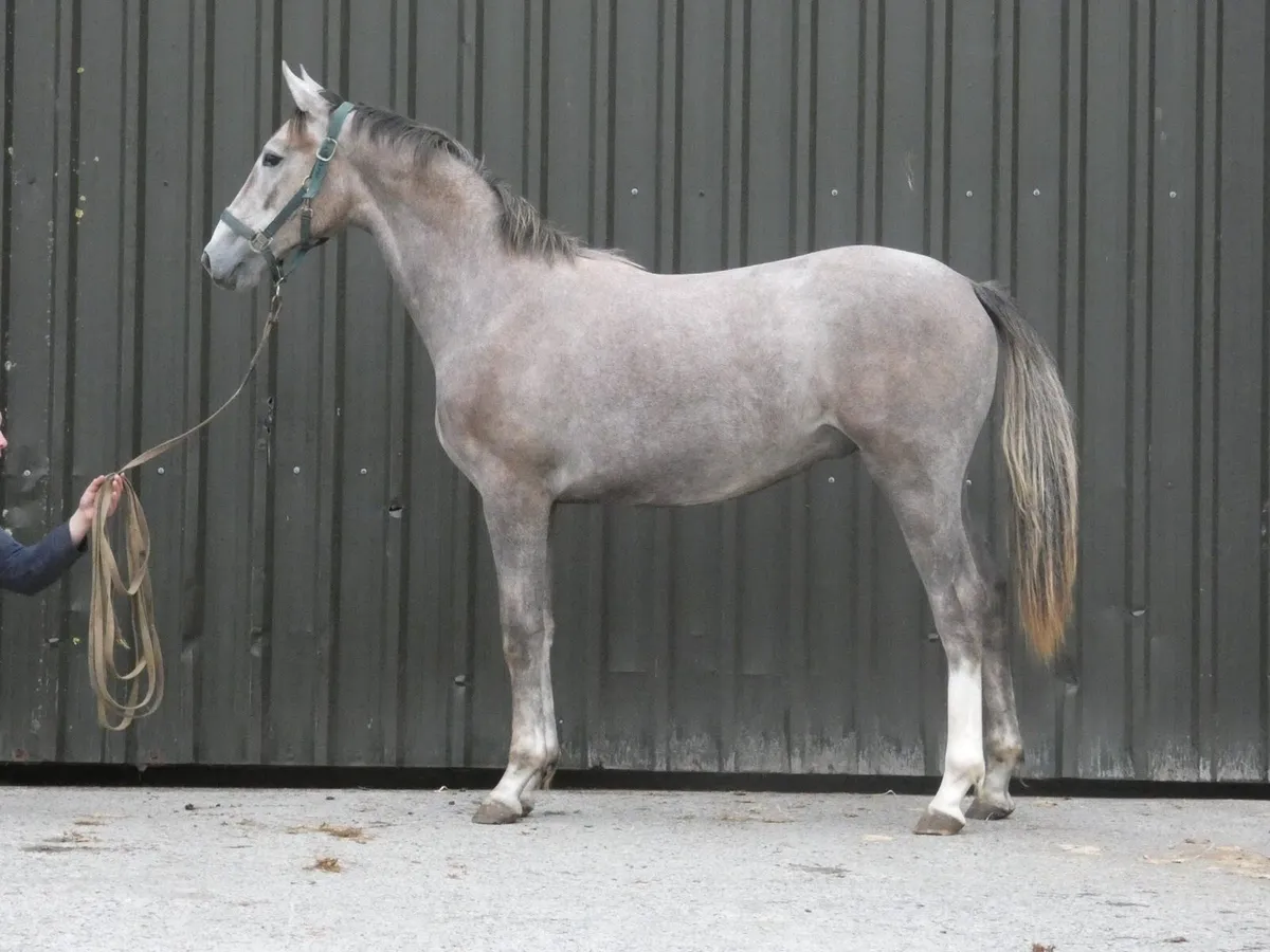 ID x TB Yearling Gelding - Image 2
