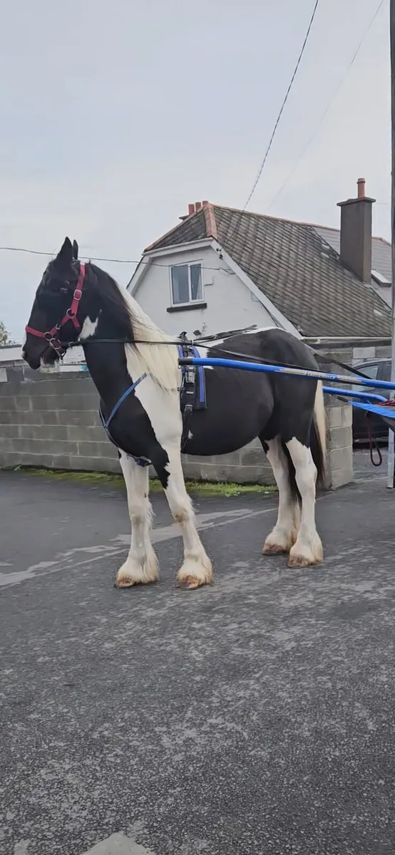 Horse Cob - Image 2