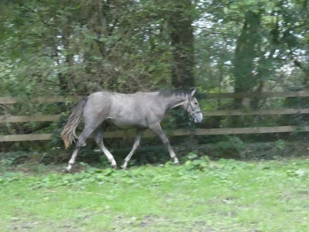 ID x TB Yearling Gelding - Image 4