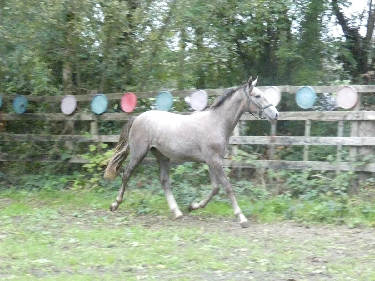 ID x TB Yearling Gelding - Image 3