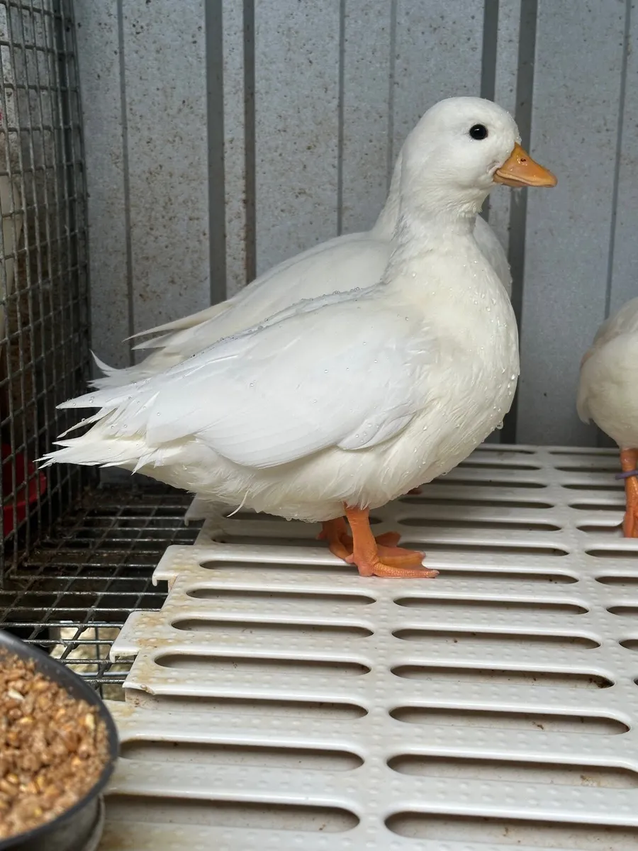 Call Ducks - Image 1