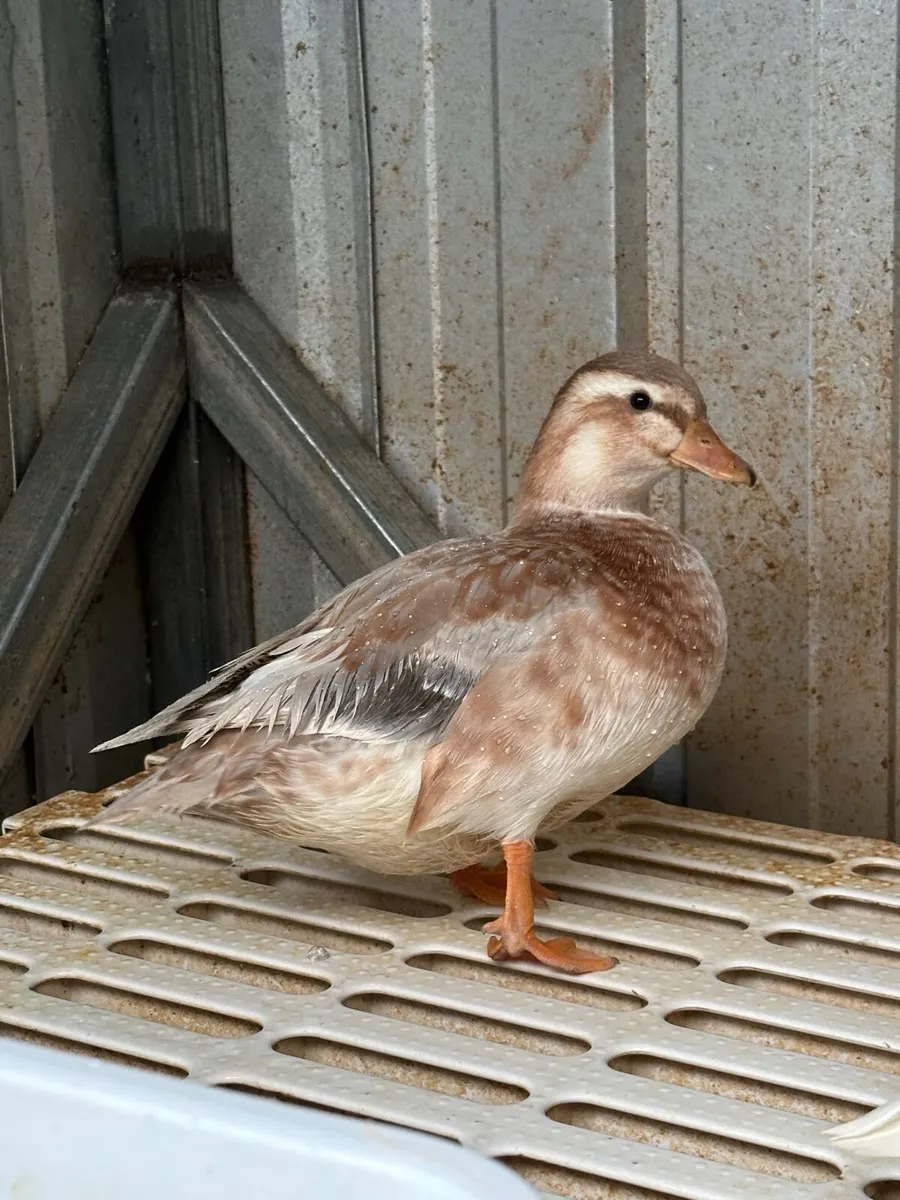 Call Ducks - Image 3