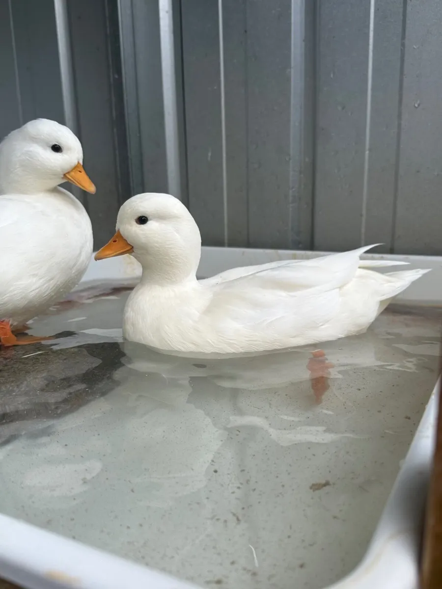 Call Ducks - Image 2